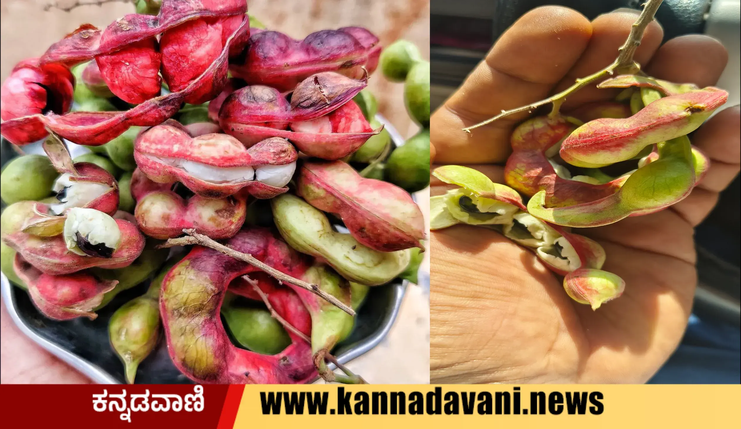 Jangal jelebi fruit health benefit