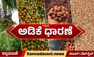 Arecanut market price Karnataka
