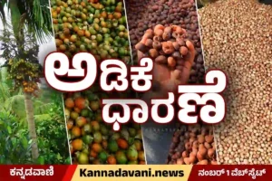 Karnataka Arecanut Market Price