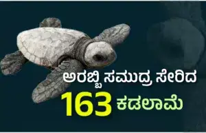 Olive Ridley turtle hatchlings being released into the Arabian Sea at Devbagh beach in Karwar under the supervision of forest department officials.