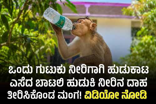 ಬಿಸಿಲಿನ ತಾಪಕ್ಕೆ ಬಸವಳಿದ ಮಂಗವೊಂದು ಮುಂಡಗೋಡಿನ ಟಿಬೇಟಿಯನ್ ಕಾಲೋನಿಯಲ್ಲಿ ಎಸೆದ ನೀರಿನ ಬಾಟಲಿಯಿಂದ ನೀರು ಕುಡಿಯುತ್ತಿರುವ ದೃಶ್ಯ.