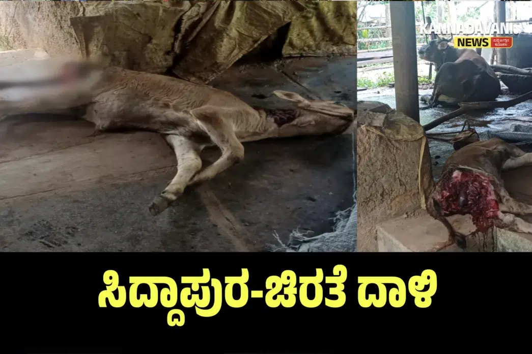 ಸಿದ್ದಾಪುರ ತಾಲೂಕಿನ ಹೊಸಗದ್ದೆಯಲ್ಲಿ ಚಿರತೆ ದಾಳಿಯಿಂದ ಸಾವನ್ನಪ್ಪಿದ ಕರು ಹಾಗೂ ಗ್ರಾಮದಲ್ಲಿ ಆತಂಕದ ವಾತಾವರಣ.