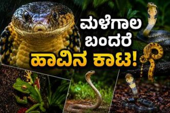 ಮಳೆಗಾಲದಲ್ಲಿ ಮನೆಯ ಸಮೀಪ ಕಾಣಿಸಿಕೊಂಡ ಹಾವು – ಹಾವುಗಳಿಂದ ರಕ್ಷಣೆ, ಹಾವು ಕಚ್ಚಿದಾಗ ಮಾಡಬೇಕಾದ ಕ್ರಮಗಳು ಹಾಗೂ ತಜ್ಞರ ಸಲಹೆ.