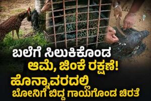 ಉತ್ತರ ಕನ್ನಡದಲ್ಲಿ ನಡೆದ ವನ್ಯಜೀವಿ ರಕ್ಷಣೆಯ ಘಟನೆಗಳು – ಹೊನ್ನಾವರದಲ್ಲಿ ಗಾಯಗೊಂಡ ಚಿರತೆ ಮರಿ ಸೆರೆ, ಜಿಂಕೆ ಬಲೆಯಿಂದ ರಕ್ಷಣೆ ಹಾಗೂ ಅಂಕೋಲಾದಲ್ಲಿ ಆಲಿವ್ ರಿಡ್ಲೆ ಕಡಲಾಮೆಯನ್ನು ಸಮುದ್ರಕ್ಕೆ ಸುರಕ್ಷಿತವಾಗಿ ಬಿಡುತ್ತಿರುವ ದೃಶ್ಯ.
