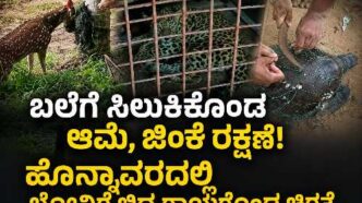 ಉತ್ತರ ಕನ್ನಡದಲ್ಲಿ ನಡೆದ ವನ್ಯಜೀವಿ ರಕ್ಷಣೆಯ ಘಟನೆಗಳು – ಹೊನ್ನಾವರದಲ್ಲಿ ಗಾಯಗೊಂಡ ಚಿರತೆ ಮರಿ ಸೆರೆ, ಜಿಂಕೆ ಬಲೆಯಿಂದ ರಕ್ಷಣೆ ಹಾಗೂ ಅಂಕೋಲಾದಲ್ಲಿ ಆಲಿವ್ ರಿಡ್ಲೆ ಕಡಲಾಮೆಯನ್ನು ಸಮುದ್ರಕ್ಕೆ ಸುರಕ್ಷಿತವಾಗಿ ಬಿಡುತ್ತಿರುವ ದೃಶ್ಯ.