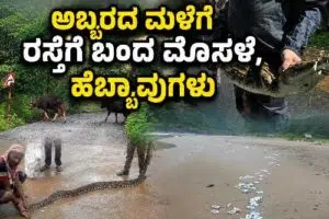 Rain | ಅಬ್ಬರದ ಮಳೆಗೆ ರಸ್ತೆಗೆ ಬಂದ ಮೊಸಳೆ, ಹೆಬ್ಬಾವುಗಳು; ನಾಡಿನತ್ತ ಬಂದ ಕಾಡುಕೋಣಗಳ ಹಿಂಡು – ವಿಡಿಯೋ