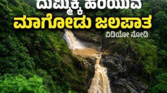 ಅಬ್ಬರದ ಮಳೆಯಿಂದ ಮೈದುಂಬಿ ಎರಡು ಹಂತಗಳಲ್ಲಿ ಧುಮ್ಮಿಕ್ಕಿ ಹರಿಯುತ್ತಿರುವ ಉತ್ತರ ಕನ್ನಡ ಜಿಲ್ಲೆಯ ಯಲ್ಲಾಪುರ ಸಮೀಪದ ಮಾಗೋಡು ಜಲಪಾತದ ಮನಮೋಹಕ ದೃಶ್ಯ.
