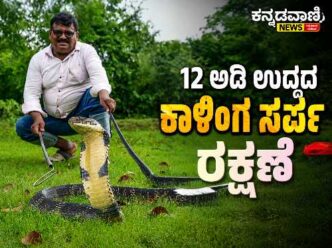 12-foot king cobra rescued from a firewood shed at Marugadde in Ankola, Uttara Kannada, by snake rescuer Mahesh Nayak with the help of the Forest Department.