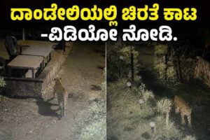 ದಾಂಡೇಲಿ ಹೋಂ ಸ್ಟೇ ಆವರಣದಲ್ಲಿ ಚಿರತೆ