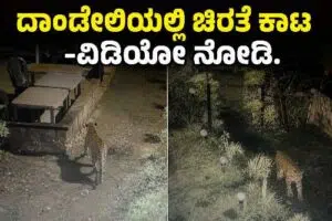 ದಾಂಡೇಲಿ ಹೋಂ ಸ್ಟೇ ಆವರಣದಲ್ಲಿ ಚಿರತೆ