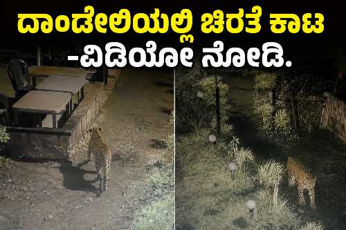 ದಾಂಡೇಲಿ ಹೋಂ ಸ್ಟೇ ಆವರಣದಲ್ಲಿ ಚಿರತೆ