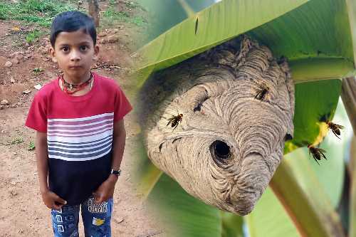 Sagar Wasp Attack