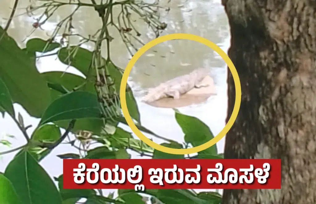 Yallaur Crocodile spotted at the Ganapati immersion site in Yallapur’s Jodi Kere.