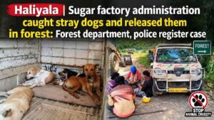 Stray dogs allegedly rescued after being captured and released in the forest near Haliyal sugar factory