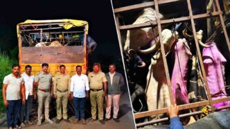 13 cattle rescued from illegal transport near Shirali Check Post in Bhatkal