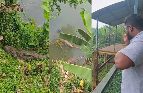 Crocodile approaches riverbank after hearing a tourist's voice at Dandeli Crocodile Park in Uttara Kannada