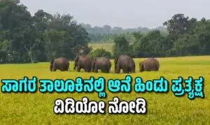 ಶಿವಮೊಗ್ಗ ಜಿಲ್ಲೆಯ ಸಾಗರ ತಾಲೂಕಿನ ತ್ಯಾಗರ್ತಿ ಮತ್ತು ಗೌತಮಪುರ ಭಾಗದಲ್ಲಿ ಸಂಚರಿಸುತ್ತಿರುವ ಆನೆಗಳ ಹಿಂಡು