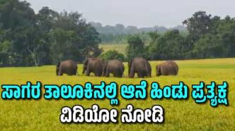 ಶಿವಮೊಗ್ಗ ಜಿಲ್ಲೆಯ ಸಾಗರ ತಾಲೂಕಿನ ತ್ಯಾಗರ್ತಿ ಮತ್ತು ಗೌತಮಪುರ ಭಾಗದಲ್ಲಿ ಸಂಚರಿಸುತ್ತಿರುವ ಆನೆಗಳ ಹಿಂಡು