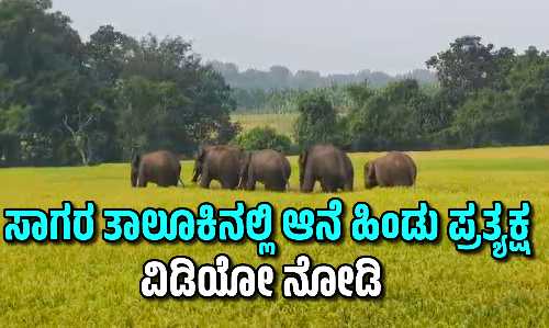 ಶಿವಮೊಗ್ಗ ಜಿಲ್ಲೆಯ ಸಾಗರ ತಾಲೂಕಿನ ತ್ಯಾಗರ್ತಿ ಮತ್ತು ಗೌತಮಪುರ ಭಾಗದಲ್ಲಿ ಸಂಚರಿಸುತ್ತಿರುವ ಆನೆಗಳ ಹಿಂಡು