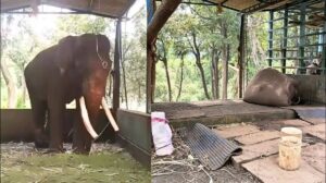 shaurya-elephant-dies-sakrebailu-elephant-camp-shivamogga