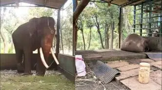 shaurya-elephant-dies-sakrebailu-elephant-camp-shivamogga