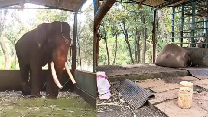 shaurya-elephant-dies-sakrebailu-elephant-camp-shivamogga