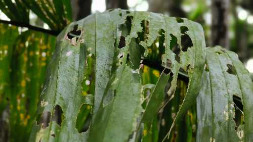 ARECANUT PEST ALERT | ಅಡಿಕೆಗೆ ವಿಚಿತ್ರ ಕೀಟಬಾಧೆ -ಕೆಲವೇ ದಿನದಲ್ಲಿ ಎಕರೆಗಟ್ಟಲೇ ಹಸಿರು ತಿನ್ನುವ ಕೀಟಕ್ಕೆ ಬೇಕಿದೆ ಪರಿಹಾರ 4 Arecanut pest alert Acria sp caterpillar damaging arecanut leaves in Mugadur Siddapur Uttara Kannada