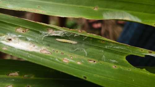 ARECANUT PEST ALERT | ಅಡಿಕೆಗೆ ವಿಚಿತ್ರ ಕೀಟಬಾಧೆ -ಕೆಲವೇ ದಿನದಲ್ಲಿ ಎಕರೆಗಟ್ಟಲೇ ಹಸಿರು ತಿನ್ನುವ ಕೀಟಕ್ಕೆ ಬೇಕಿದೆ ಪರಿಹಾರ 5 Arecanut pest alert Acria sp caterpillar damaging arecanut leaves in Mugadur Siddapur Uttara Kannada