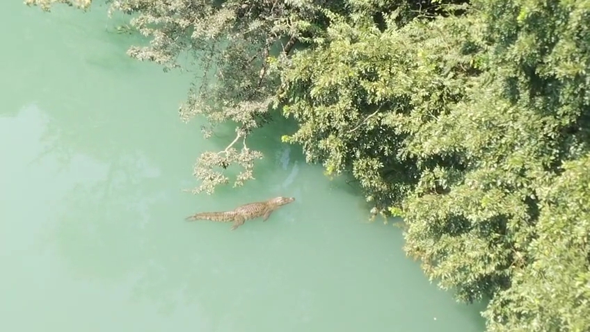 Crocodile spotted near a rubber rafting boat carrying tourists at Ganeshgudi in Joida taluk, Uttara Kannada district, Karnataka