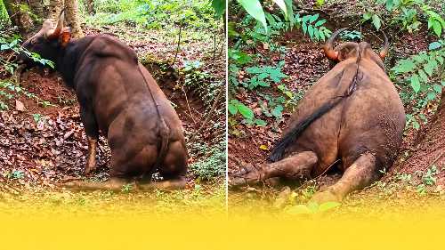 Wild buffalo injured in a highway accident near Sagar in Shivamogga district