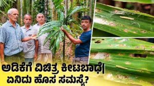 Arecanut pest alert Acria sp caterpillar damaging arecanut leaves in Mugadur Siddapur Uttara Kannada